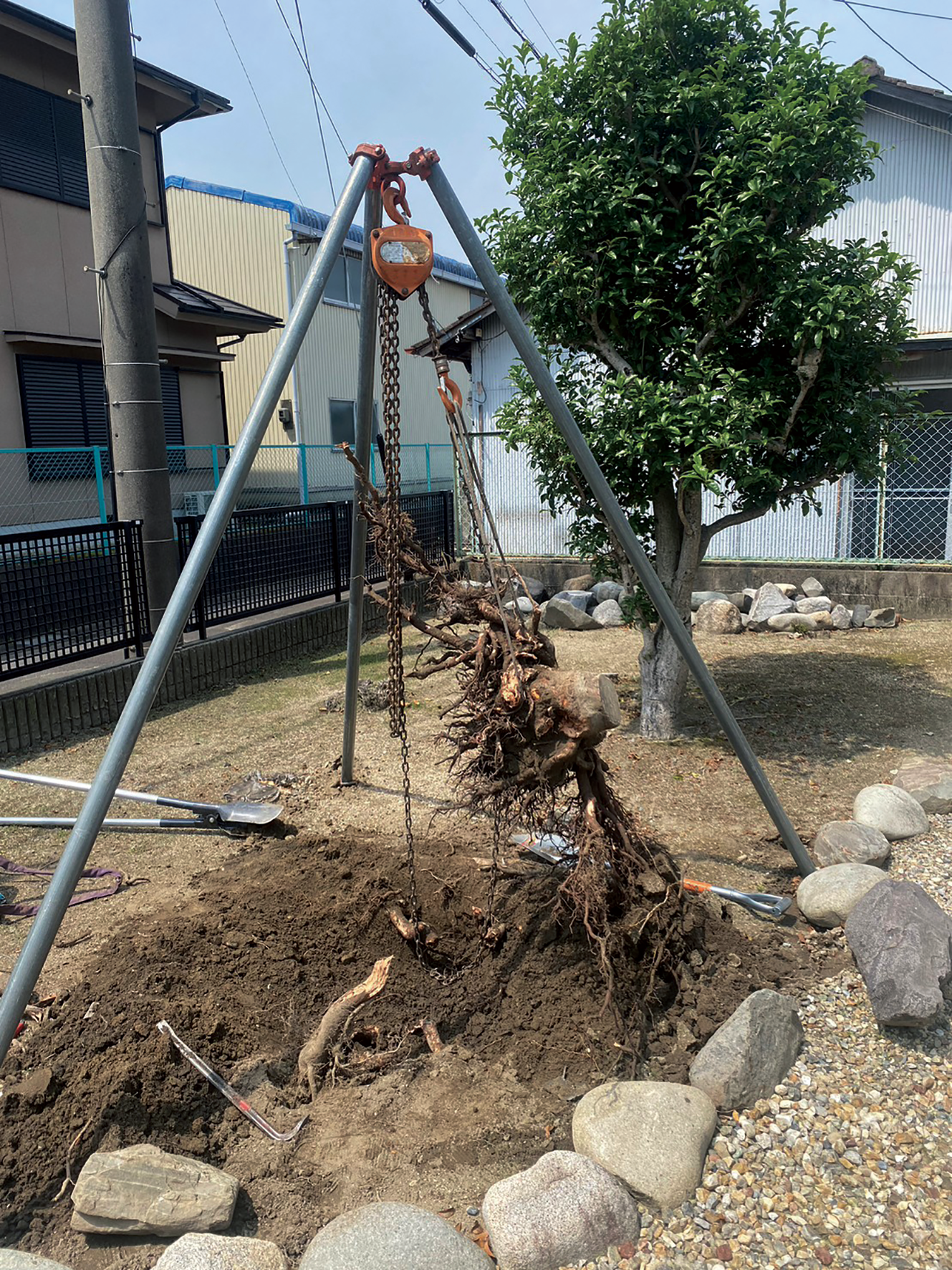 庭木の抜根