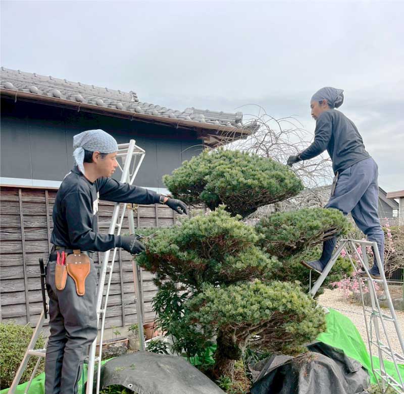 指導を受ける新人庭師の様子