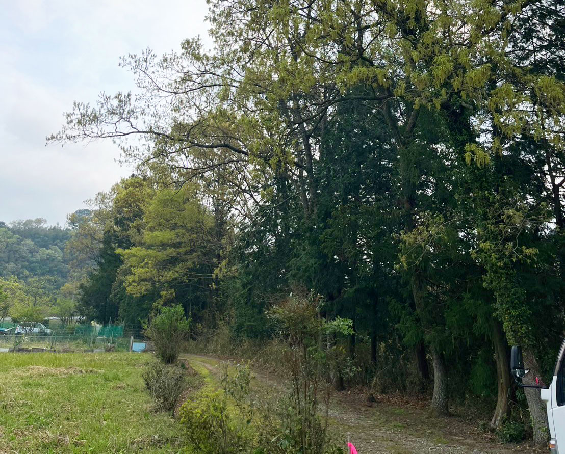 屋敷林、防風林の特殊伐採Before画像