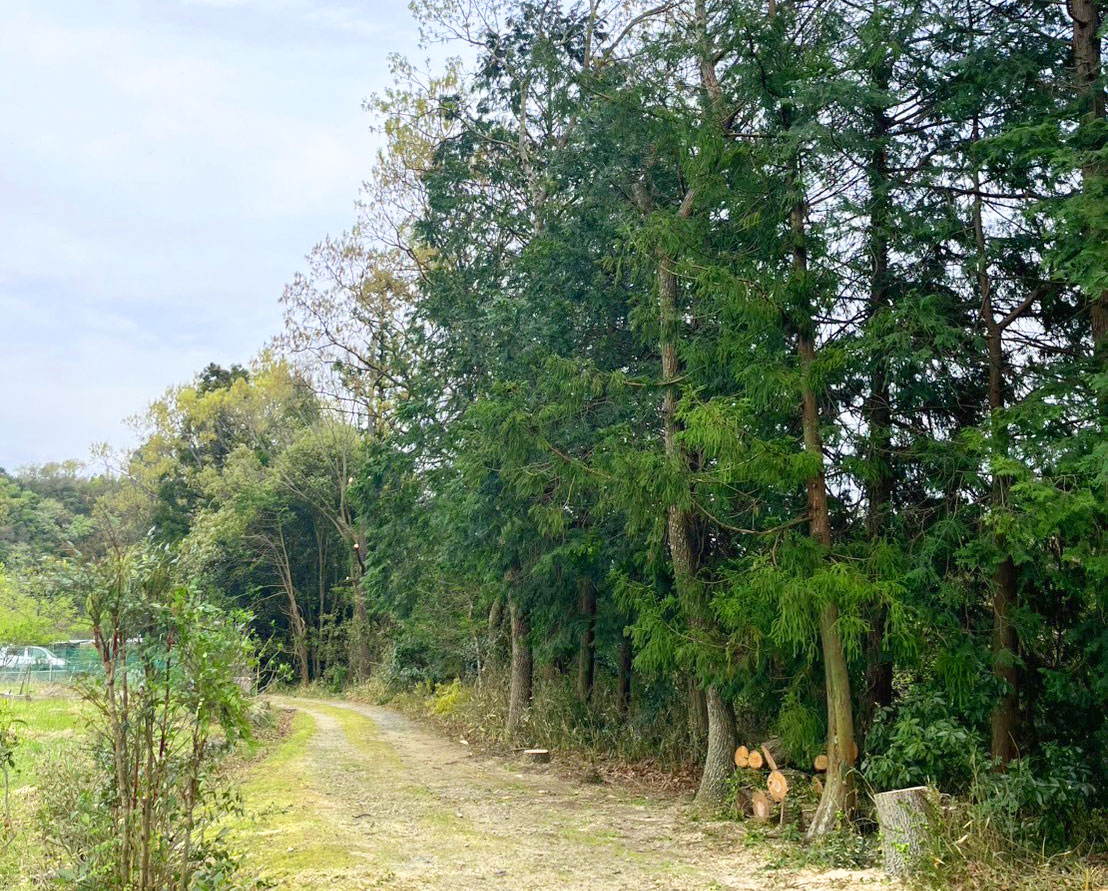 屋敷林、防風林の特殊伐採Before画像