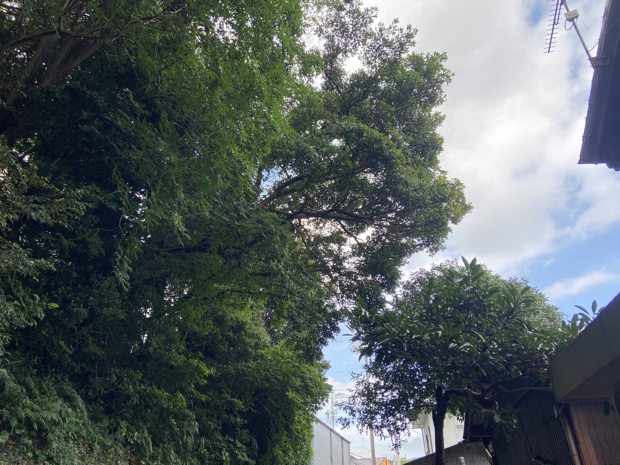 屋根にかかる木の特殊伐採Before画像