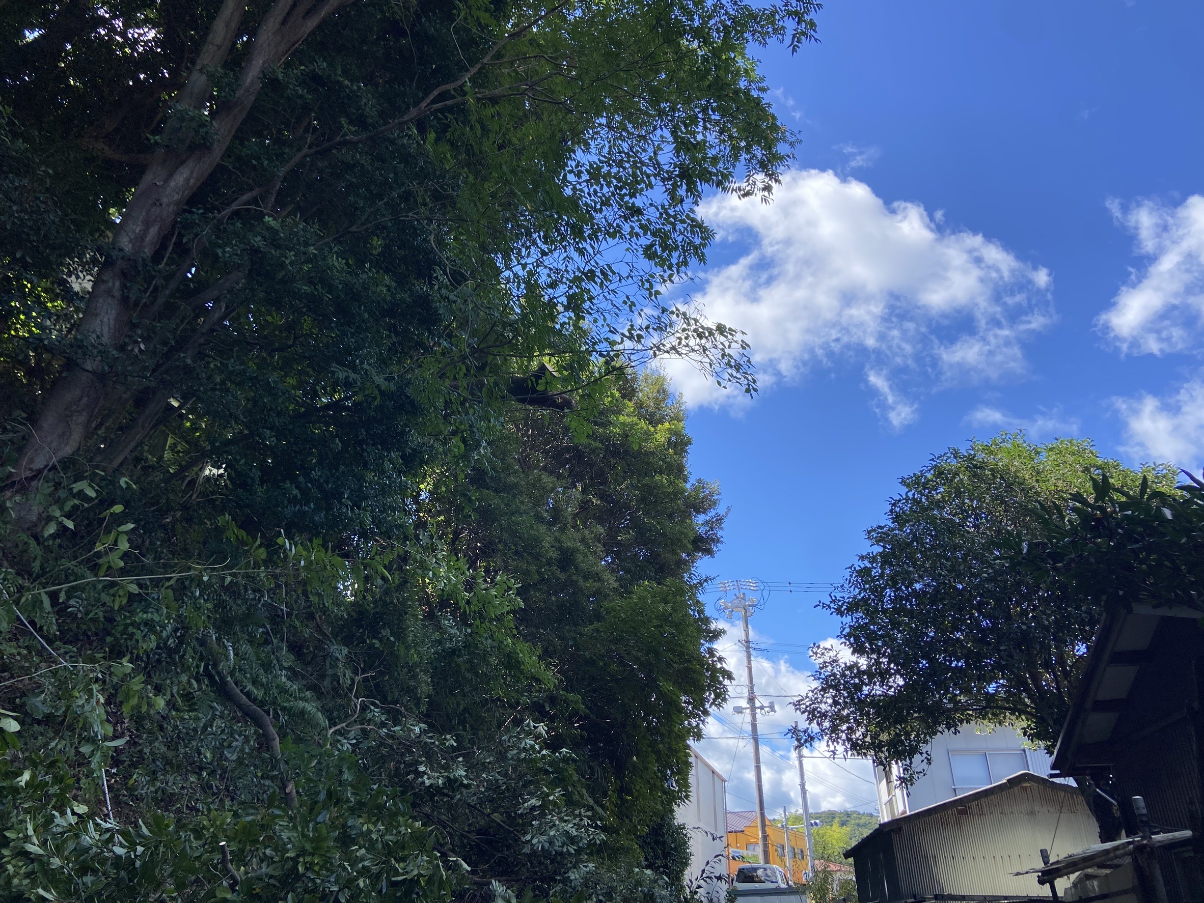 屋根にかかる木の特殊伐採Before画像