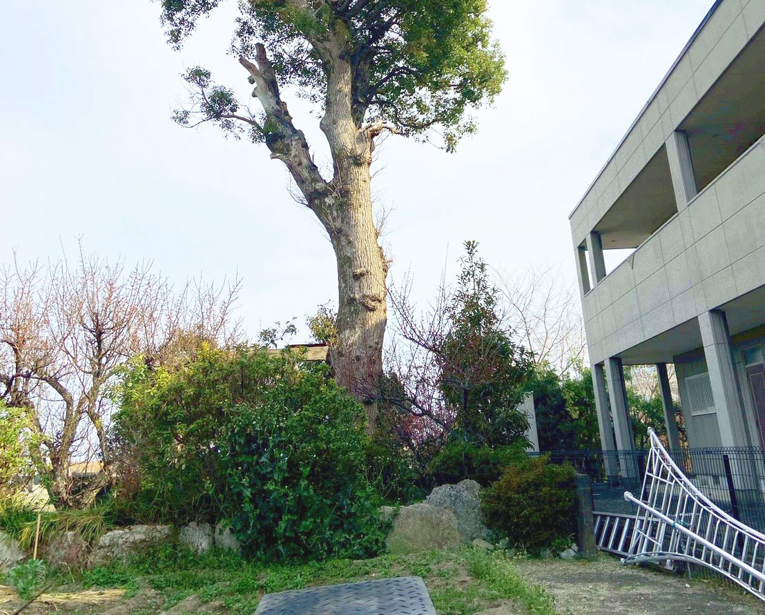 屋根にかかる木の特殊伐採Before画像