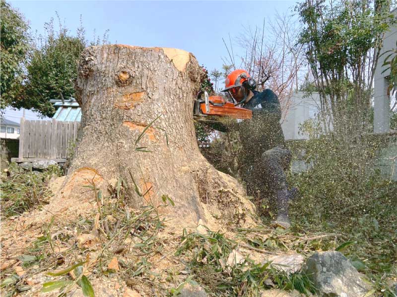 特殊伐採の作業風景