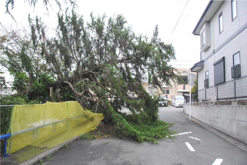 強風による倒木の画像