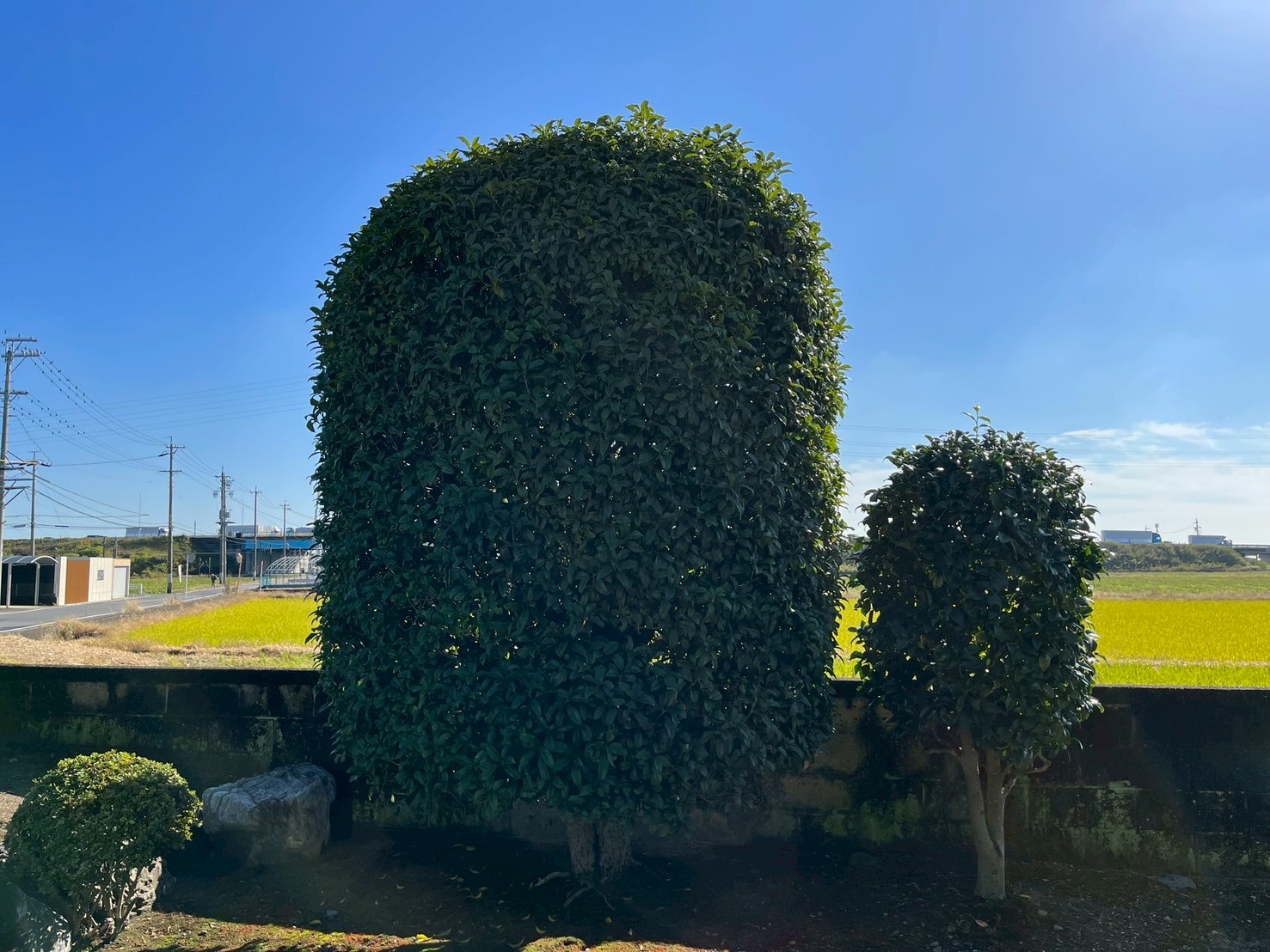 キンモクセイの剪定Before画像