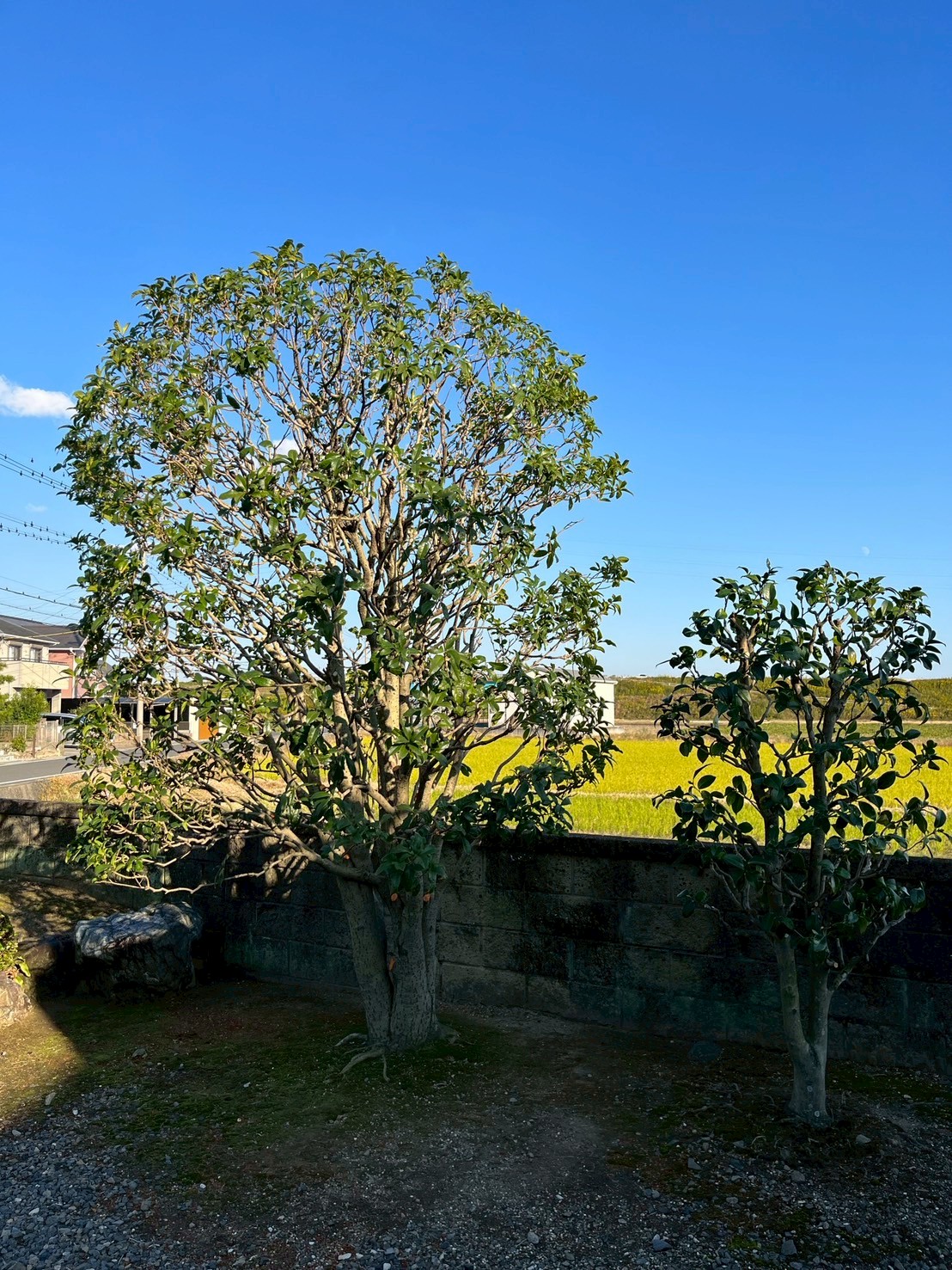 キンモクセイの剪定After画像