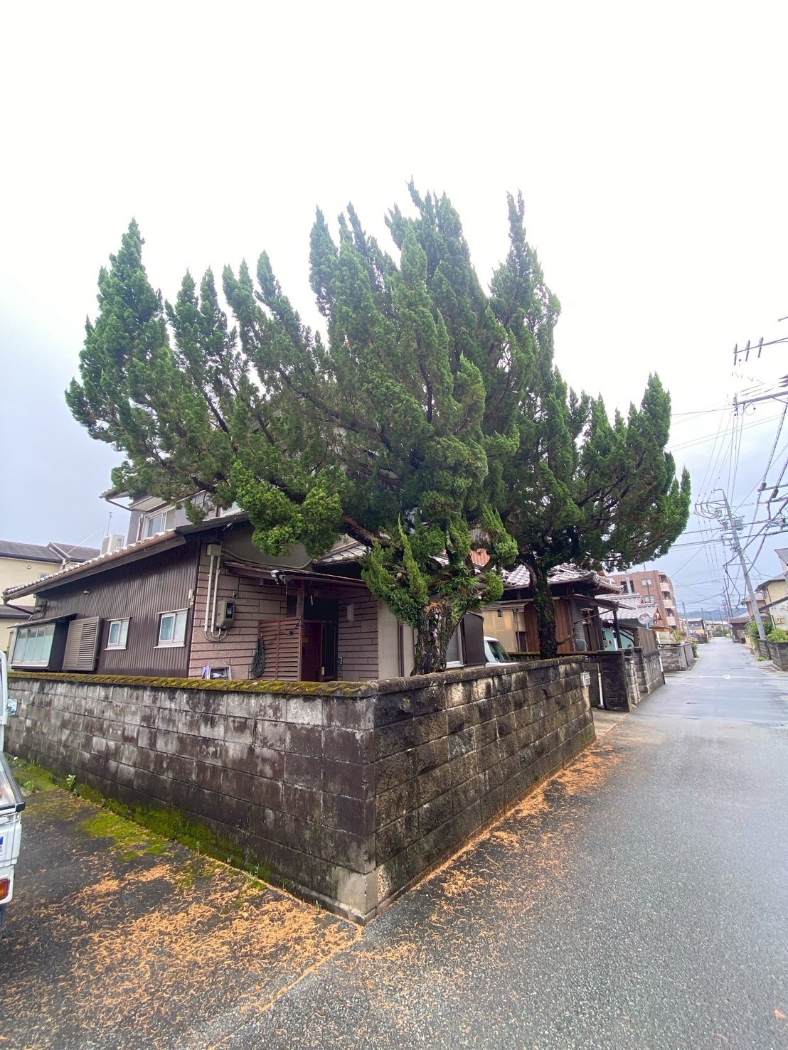 カイズカイブキの伐採Before画像