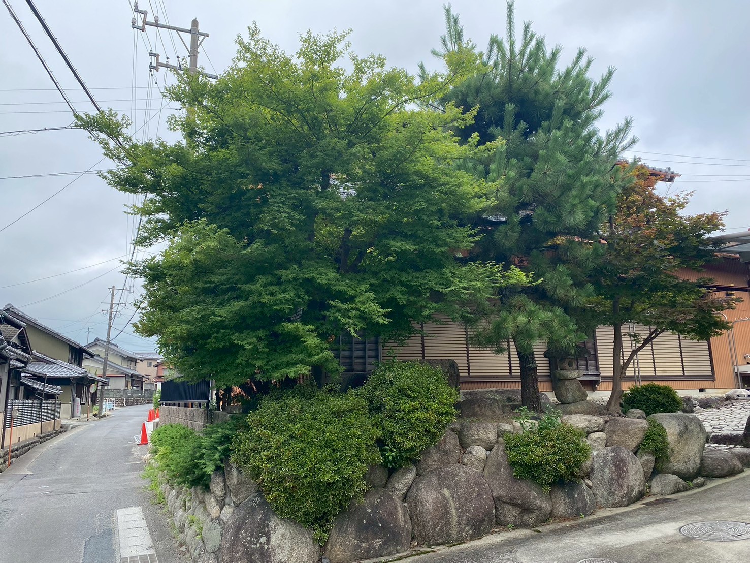 モミジ、松の剪定Before画像