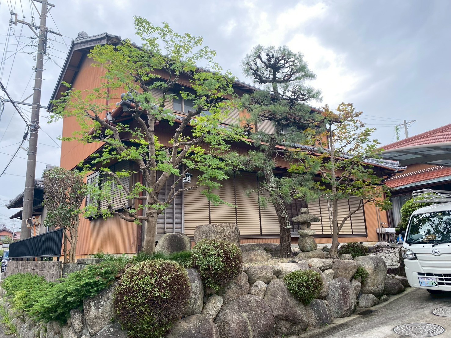 モミジ、松の剪定After画像