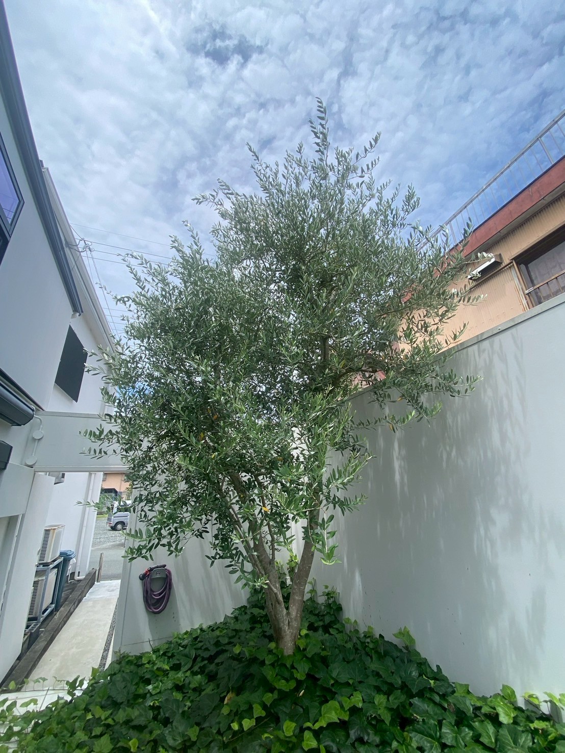 オリーブ剪定Before画像