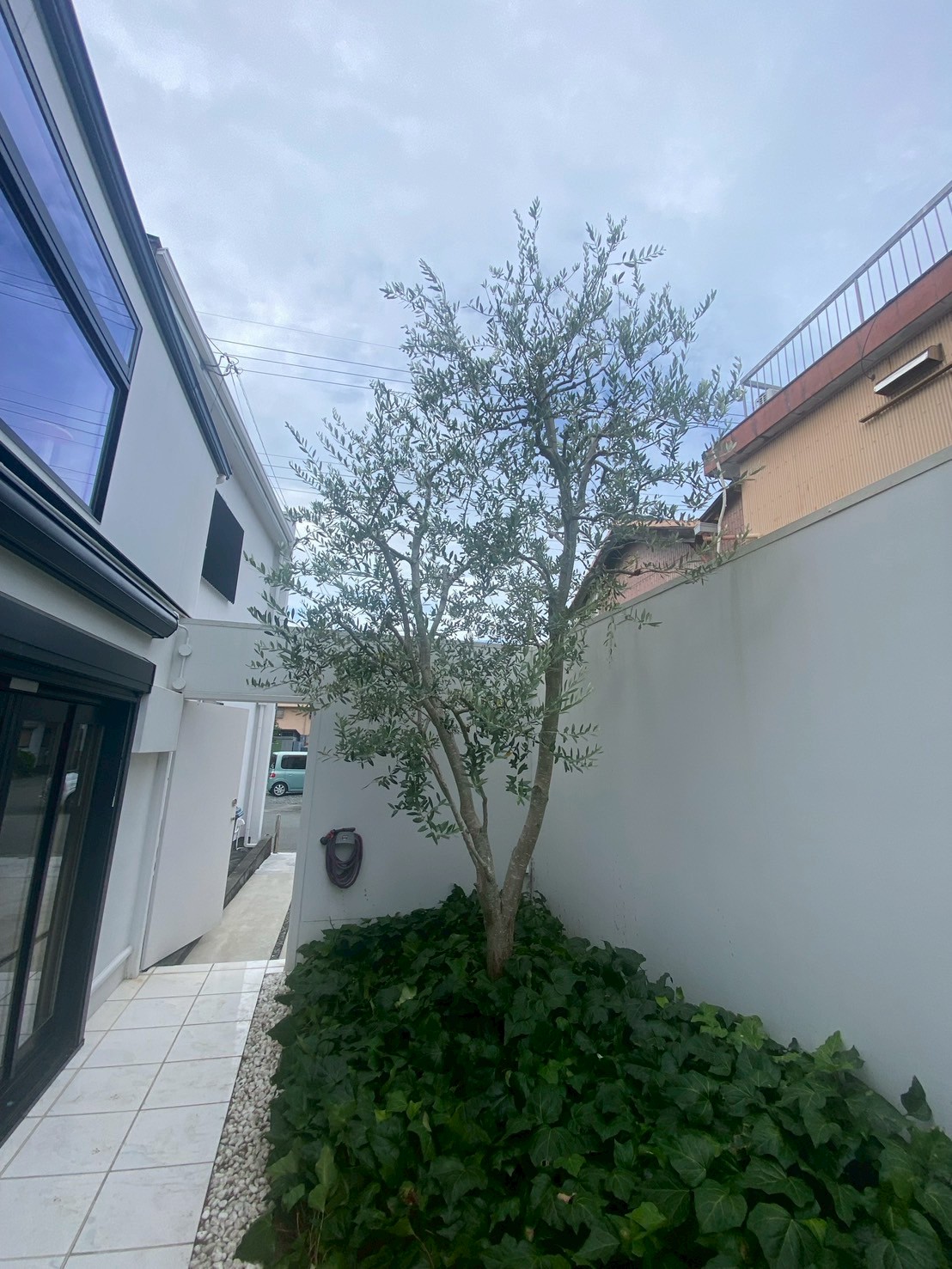 オリーブ剪定After画像