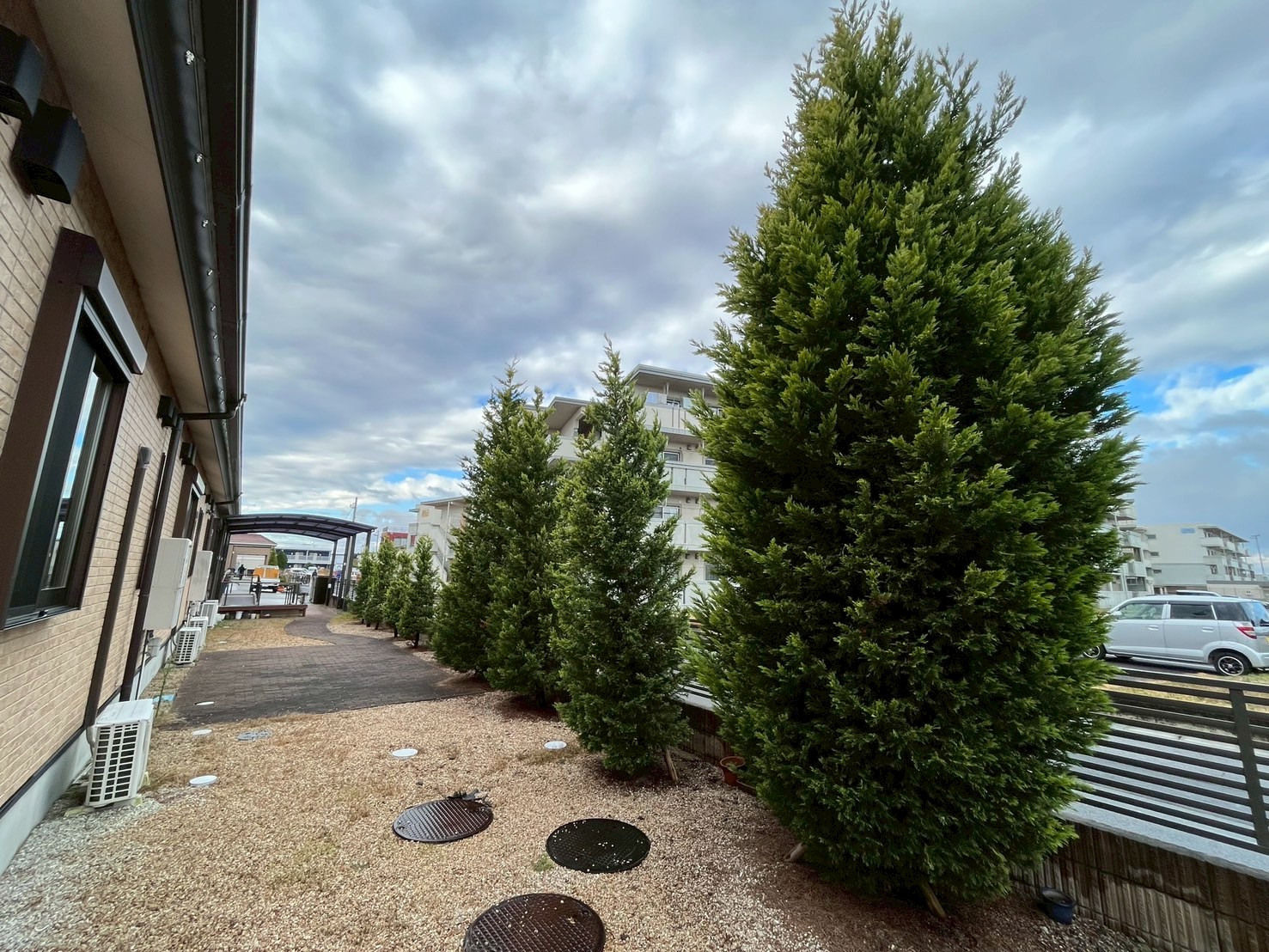 コニファーの剪定Before画像