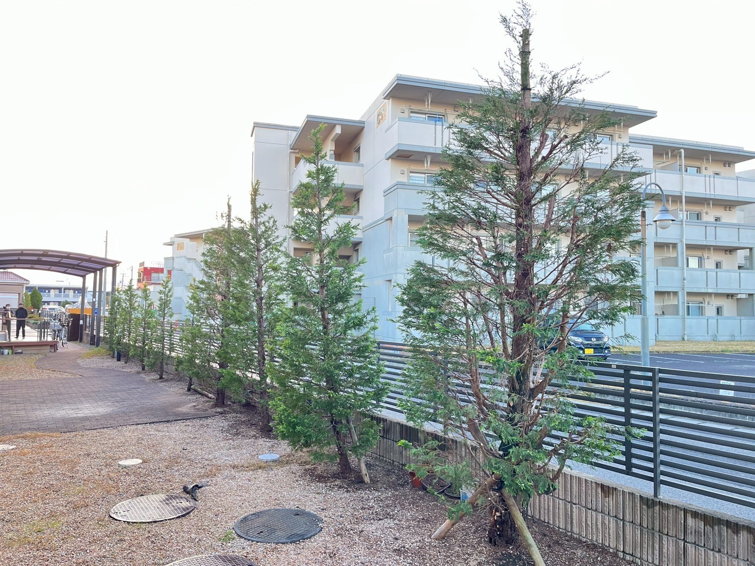 コニファーの剪定After画像