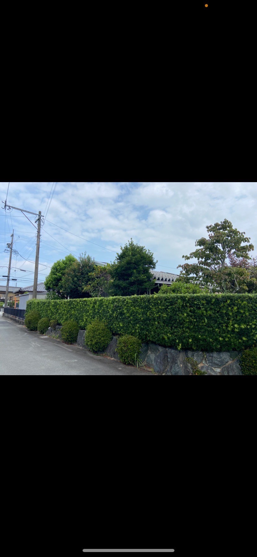 クス、カシ、モチの剪定、生垣の剪定Before画像