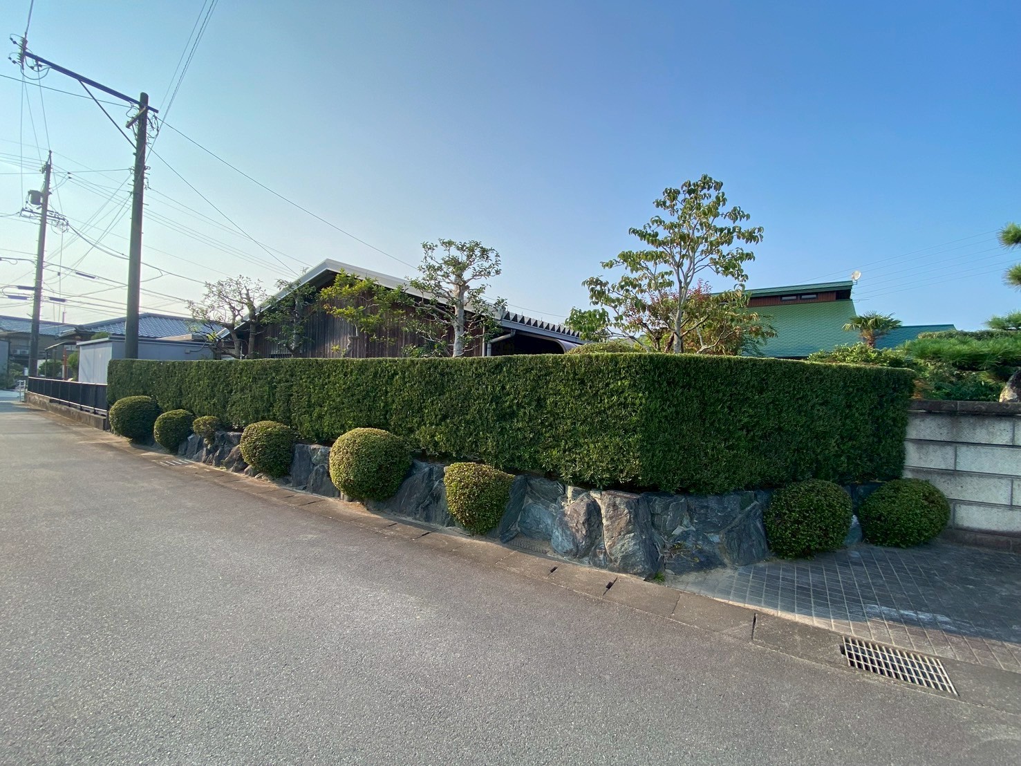 クス、カシ、モチの剪定、生垣の剪定After画像