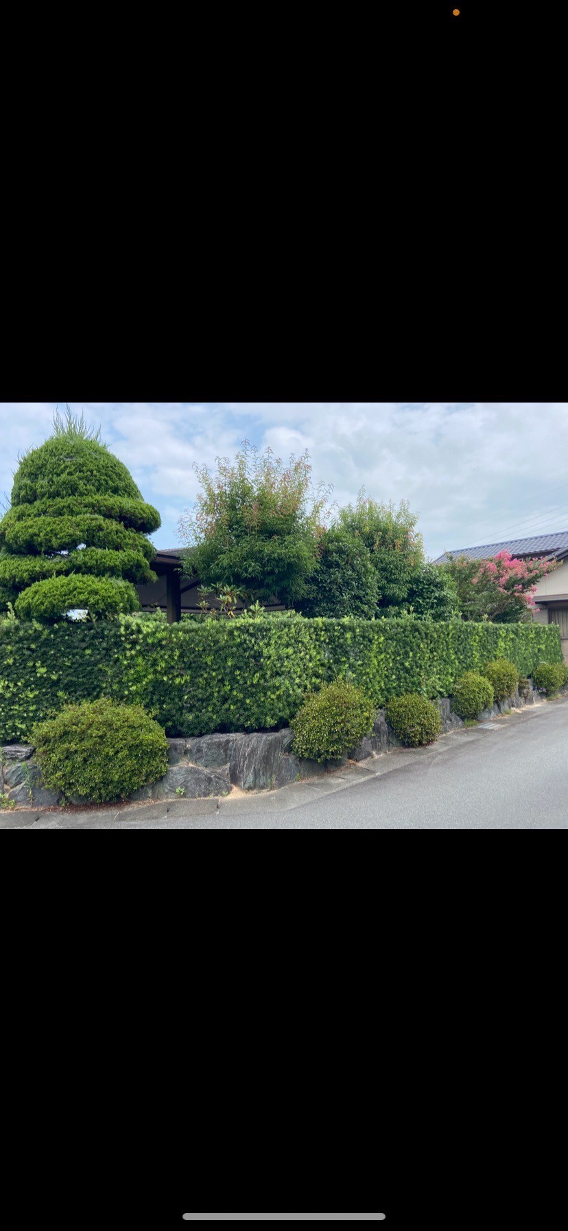 生垣刈り込み、キンモクセイなどの剪定Before画像