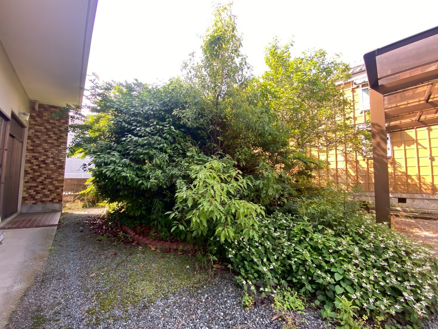 庭の復活Before画像