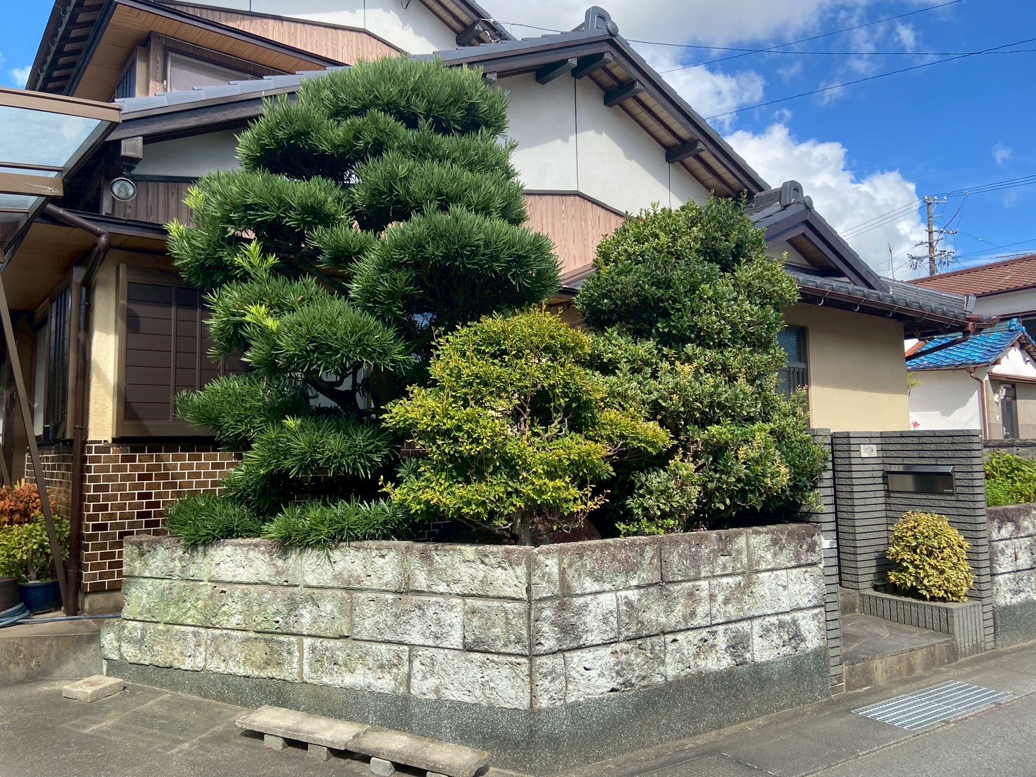 マキ・ヒイラギ・ツツジ剪定Before画像