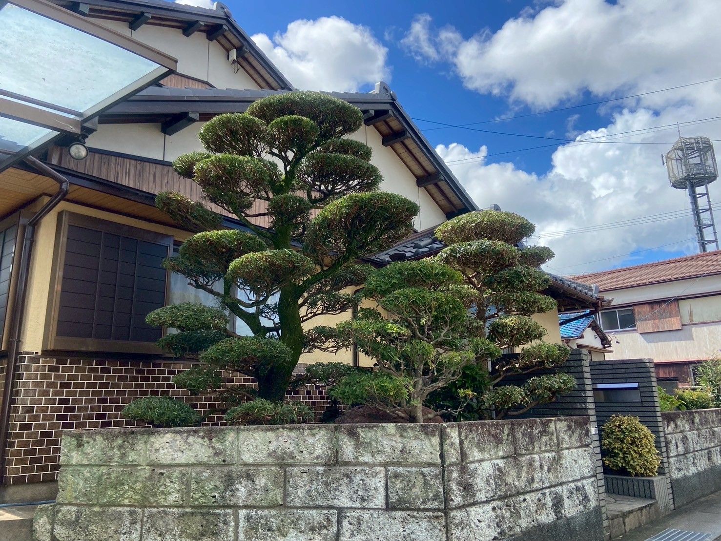 マキ・ヒイラギ・ツツジ剪定After画像