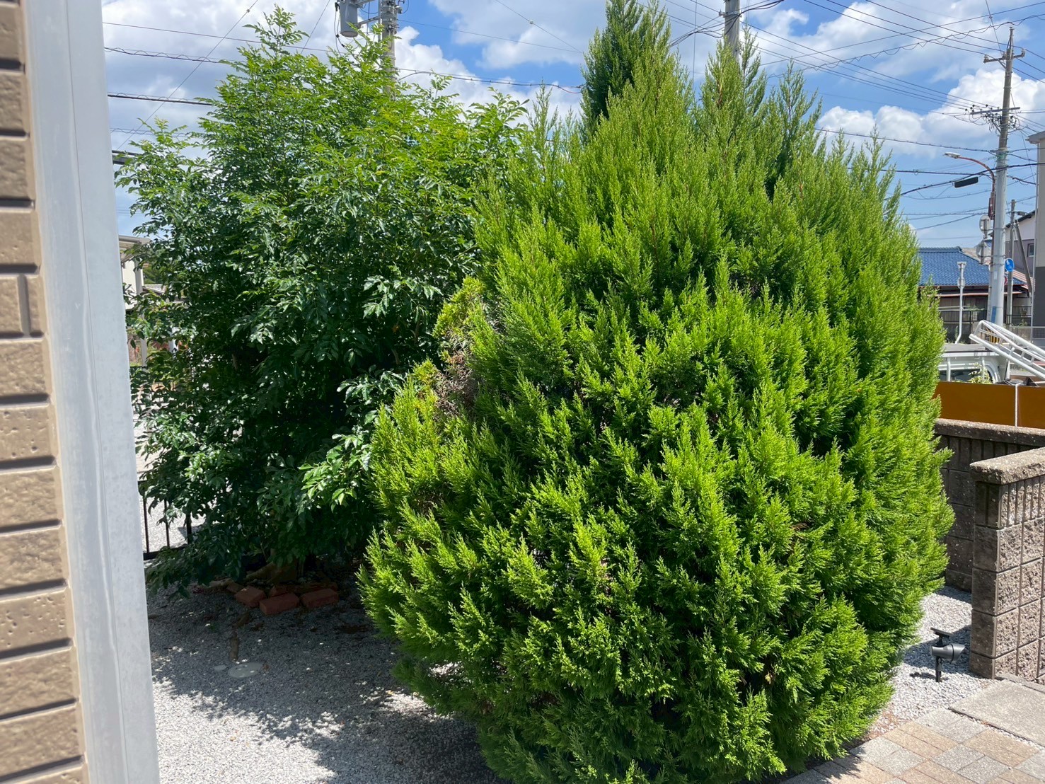 コノテガシワの伐採、シマトネリコの剪定Before画像